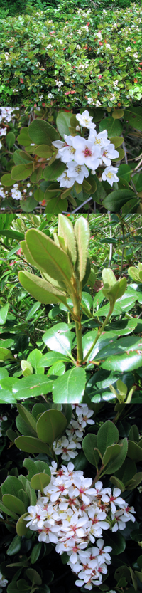 ５月の海岸近くにあった植物です 樹木です 白い花がまとまって咲いてキレイです Yahoo 知恵袋