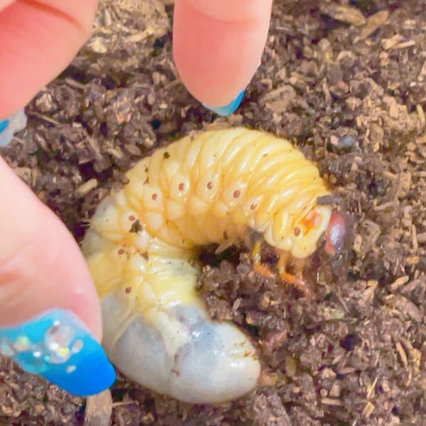 これは何の幼虫ですか？ 庭で草むしりしてたらたまたま何かの幼虫を見つけて カブトムシかな？と思ったのですが 色が黄色くてめちゃくちゃ大きくて、あまり動きません。 というか足が数本しか動かなくて土の中に潜らないのです。 触ってみたら皮膚が破れそうなほど柔らかいです。 もしかして前蛹というやつなのでしょうか？ それなら可哀想なので蛹室を作りたいと思ってます。 しかし、何の種類の虫かもわからないしカナブンとかだったらいやだなと思うし 蛹室も縦と横のどっちにつくればいいかわからないし どうすればいいですか。 助けてください。 1 これは何の幼虫ですか？ 2 蛹室は縦と横のどっち方向で作ったら良いですか? 女だし虫には詳しくないので優しい回答おねがい致します！