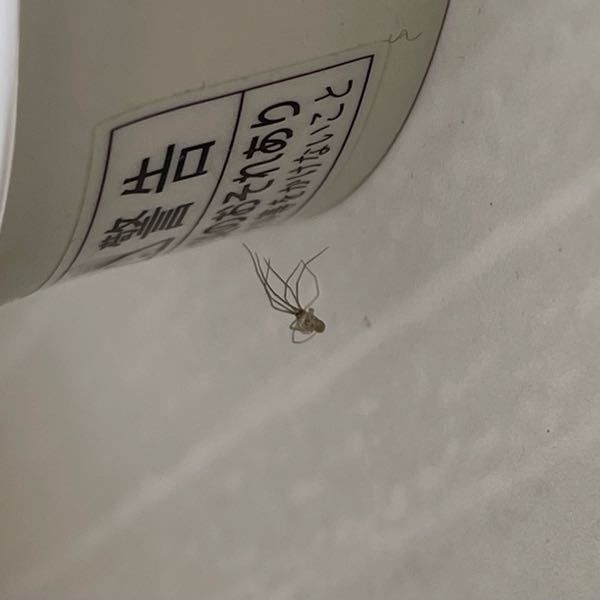 これなんていう蜘蛛ですか？ 風呂場にいて、全長1cm前後です。