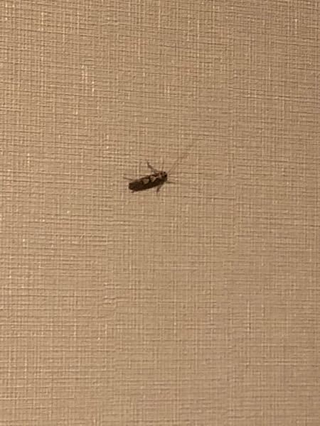 助けてください！今家にこの虫が出て困ってます！これ何の虫ですか？