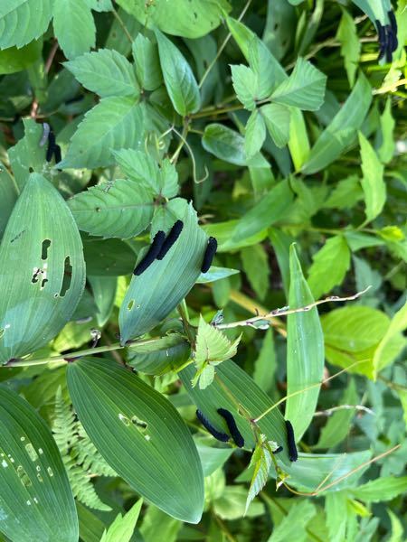 ⚠️虫の画像注意⚠️ 先週くらいから庭の野草に大量のイモムシが付いてしまいました。 この草にしか付いていないようなのでまだ駆除はしていないんですが、何の幼虫なんでしょうか。 黒い個体と薄いグレーの個体がいるようです。 わかる方いらっしゃいましたらご教示頂けると幸いです。