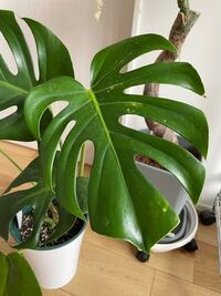 先日モンステラを購入したのですが 1枚だけこのような模様 みたいなものが入っ Yahoo 知恵袋