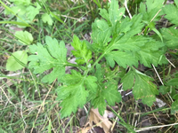 これはヨモギですか よろしくお願いいたします Yahoo 知恵袋