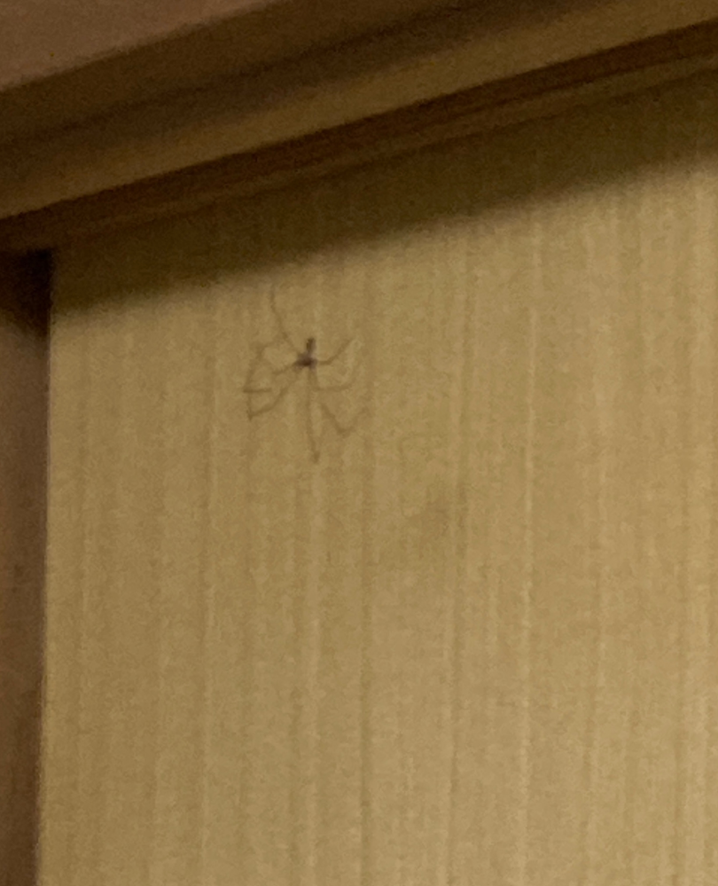 この蜘蛛ってアシダカグモの子どもですか？