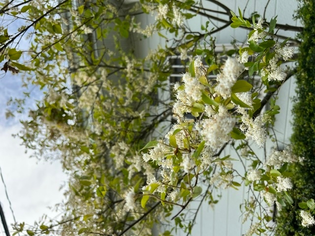 敷地内に知らない間に生えてきた木になります。五月になると小さな白い花を咲かせますが臭いです。これは何の木でしょうか？