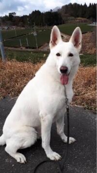 これはホワイトシェパードですか もののけ姫の山犬そっくりです Yahoo 知恵袋