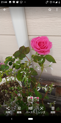 バラもたくさん種類がありプロでも品種名がわからない事があるとの事な Yahoo 知恵袋