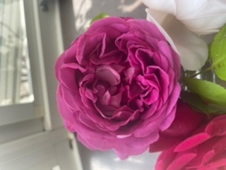このバラの名前を知りたいです！ 咲き進むと写真のような感じです！ 香りはとても強香です。 よろしくお願い致しますm(_ _)m