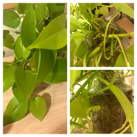 植物を頂いたのですが 何の植物でしょうか 葉の直径は10cm前後です カエル Yahoo 知恵袋