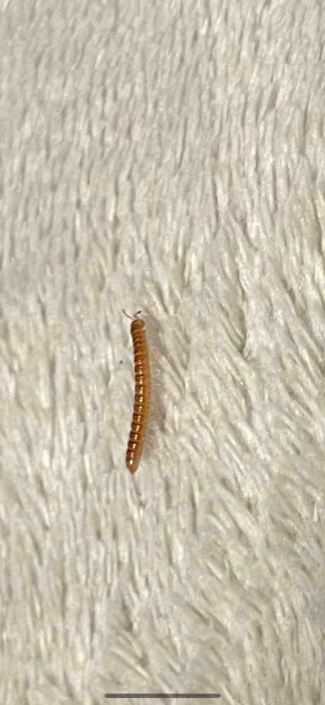この虫はなんという虫でしょうか？ 家の中に侵入しており、どう対応してよいのか悩んでいます。