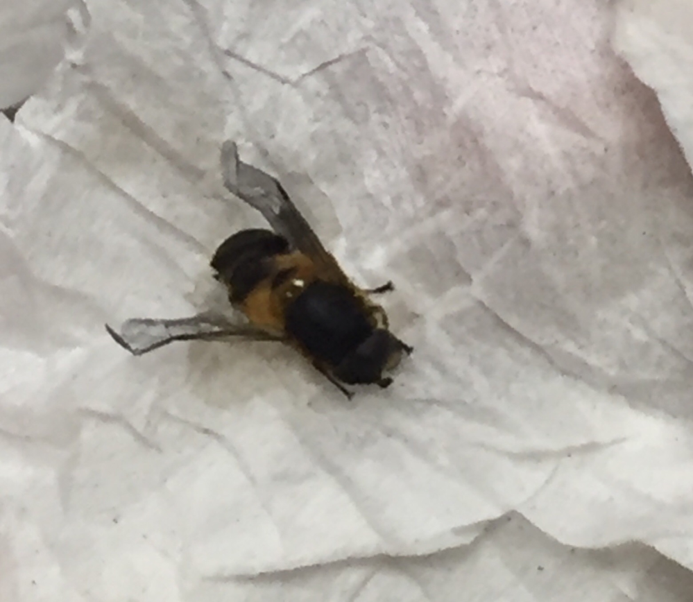 【閲覧注意】 これは、何というハチでしょうか？ 結構大きかったです。 教えていただけましたら、幸いです。