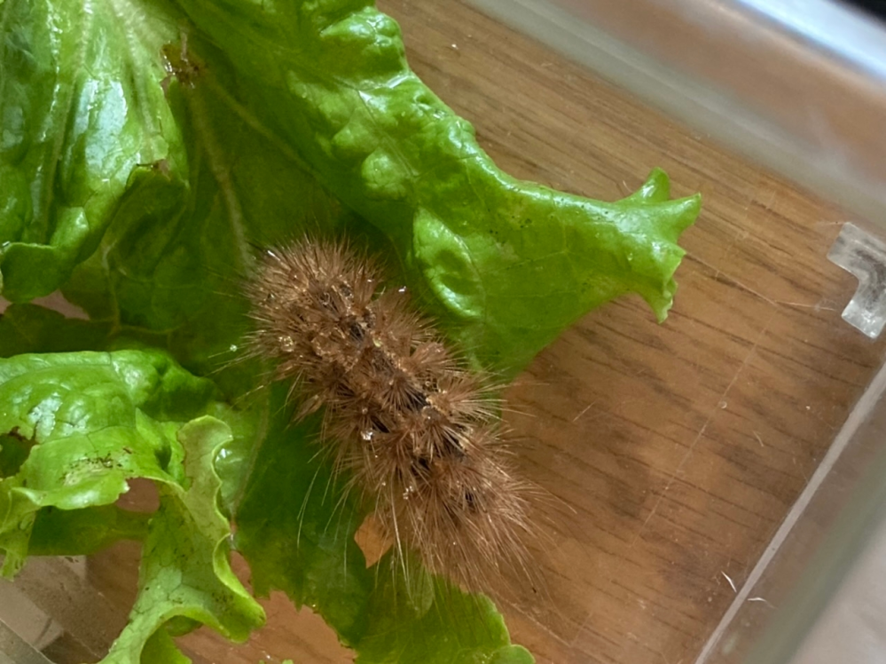 祖母の家の庭のレタスに付いていた毛虫なのですがなんの毛虫かわかる方いますか？