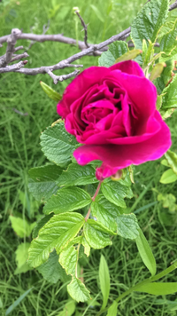 この花の植物の名前は何でしょうか 特徴は50cmほどの低木花は薔薇のような香 Yahoo 知恵袋