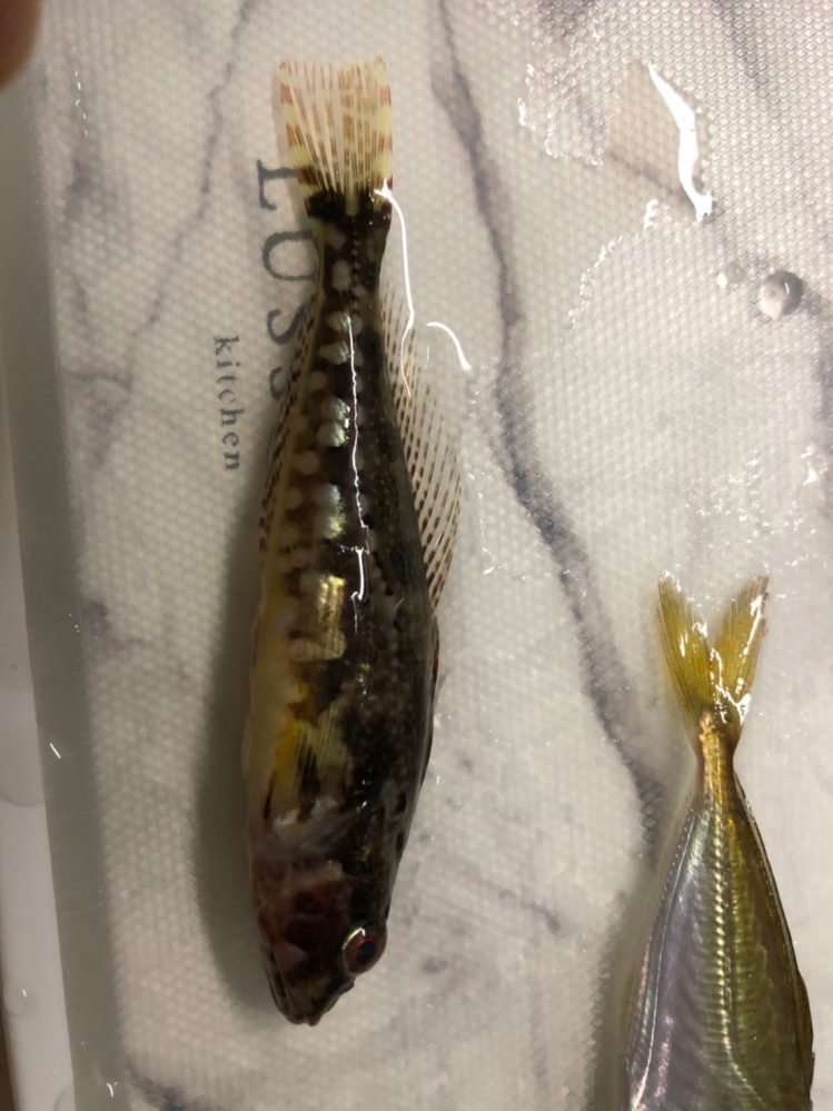左下の黒っぽい魚が何か分かりません。 分かる方いますでしょうか？ 愛知県の豊浜漁港で今日釣りました。
