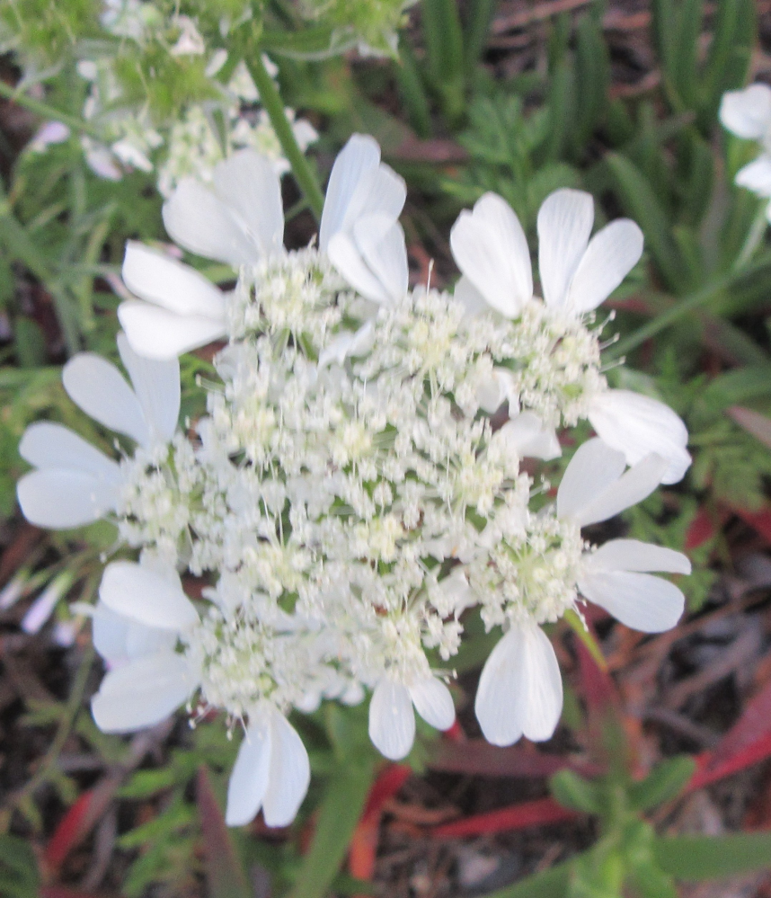 この花の名前を教えてください。 これでひとつの花のようです。 全体に白い花ですが、真ん中と周りとで、花の形が違っています。 花の大きさは１０センチから15センチぐらいです。 高さは50センチぐらいです。 今朝、西日本で撮影しました。 宜しくお願いします。