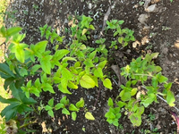 このハーブはなんですか オレガノではないかと思います Yahoo 知恵袋