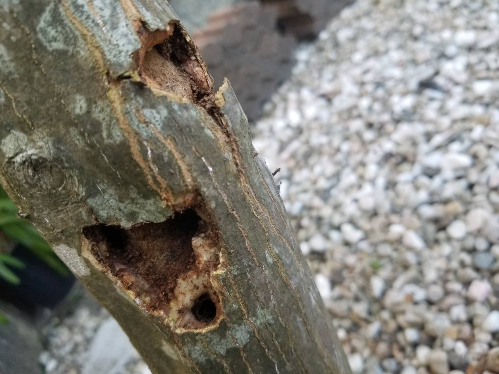 カエデの木 虫食いですか？ 樹皮が剥がれかけてたのでつついてみたら土みたいになっていて、取っていくと写真のようになりました。 途中で茶色い蟻とワラジムシを小さくしたような灰色の虫が出てきました。 幹の真ん中や上の葉のところは今の所、元気みたいです。 最初は腐ってきたのかと思いましたが深めの穴が空いていたり、横に貫通しているところがあります。 これまでも下に木くずが落ちていた時があったのですが、虫の幼虫が掘り進めているのでしょうか？もしそうなら何虫ですか？