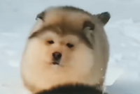 Instagramで ぽふぽふの犬がぽてぽてしてるリールを見たんですけど 犬 Yahoo 知恵袋