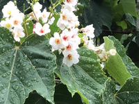 5月31日撮影です 葉っぱの大きくて白い花が咲いてます この木の名前は何です Yahoo 知恵袋