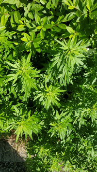 写真有 これって大麻草ですか 雑草と一緒にぽつりと生えていました Yahoo 知恵袋