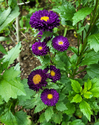 秋に種を植え花が咲いたのですが 何の種を植えたか忘れて花の名前がわ Yahoo 知恵袋