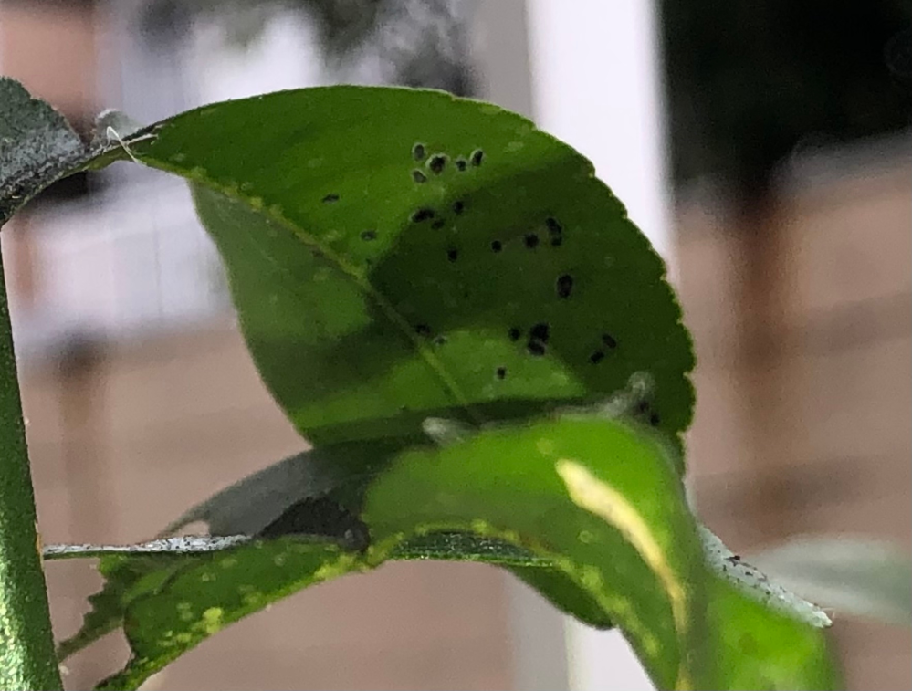 柚子の植木鉢をベランダで栽培しています。何気なく見たら写真のように葉の裏に黒いツブツブがありました。何かの卵でしょうか？ どなたかご存じの方教えてください。