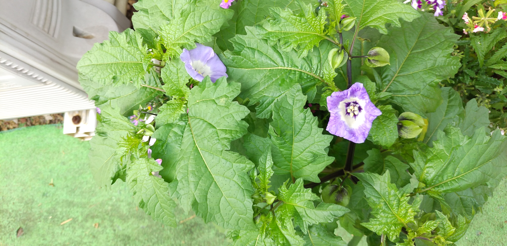 この花の名前を教えてください Yahoo 知恵袋