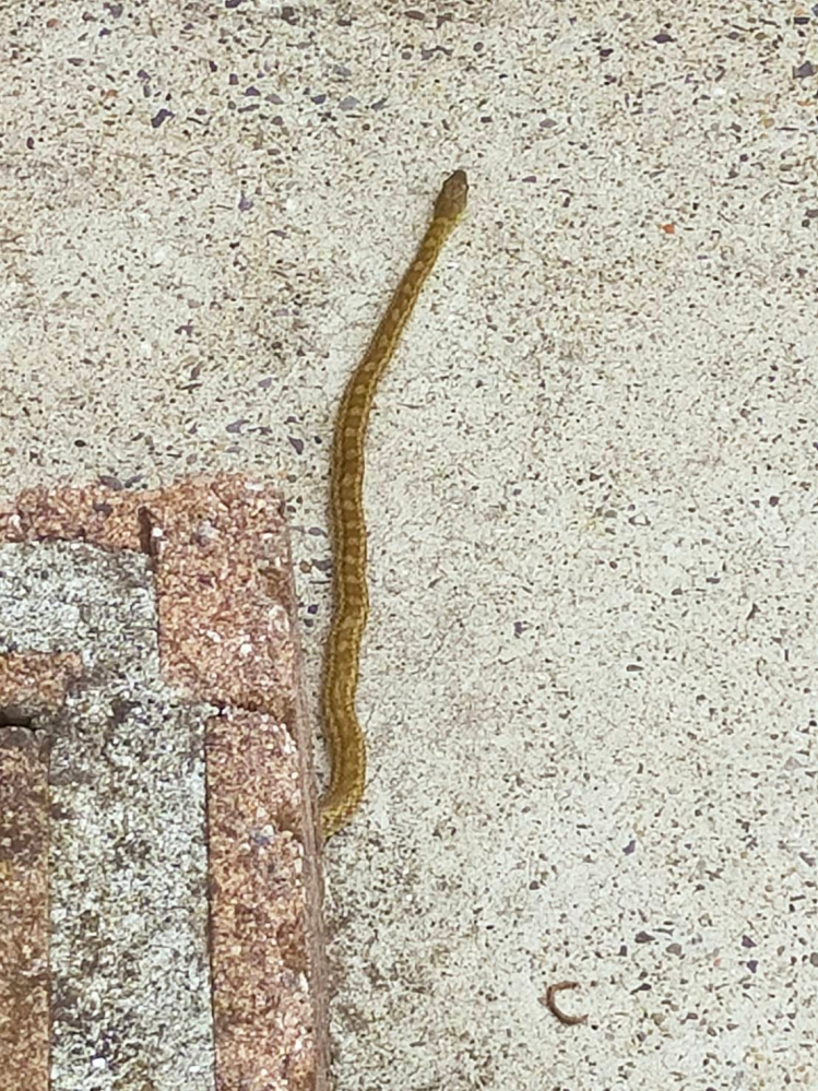 家にこの蛇が出たのですが、どう対処するべきでしょうか？？ またこの蛇はなんという蛇ですか？