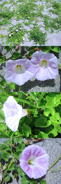 ５月の海岸に群生していた植物です。
ピンクの花がきれいです。
何というの名前の植物でしょうか？？ 