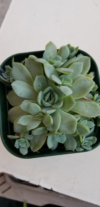 多肉植物の名前が分かりません ダイソーまたはキャンドゥで購入した多肉です ご Yahoo 知恵袋