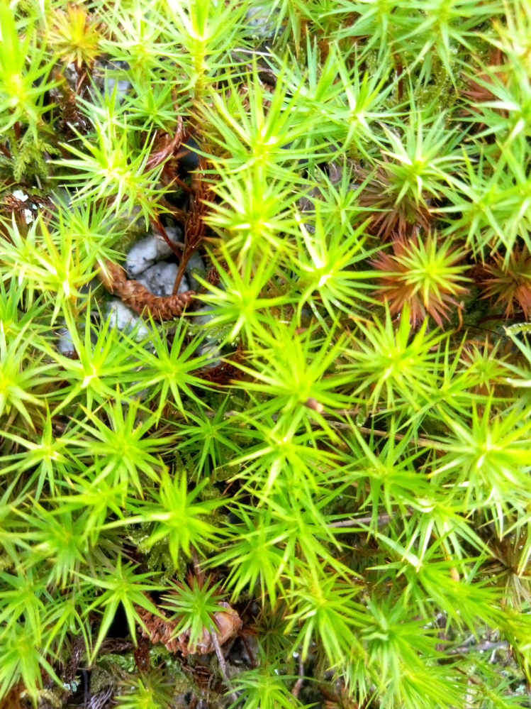 この苔の名前を教えてください オオスギゴケなどのスギゴケ属の一 Yahoo 知恵袋