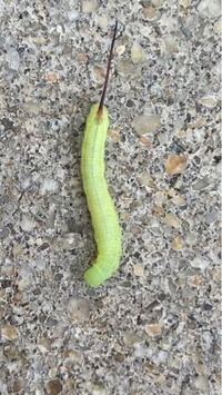 ぶどうの手入れをしていて こんな虫を発見しました名前は何ですか Yahoo 知恵袋