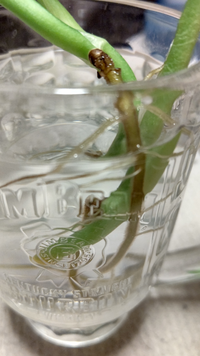 マドカズラの育て方挿し木 接ぎ木 の状態でマドカズラを頂きました 根が生える Yahoo 知恵袋