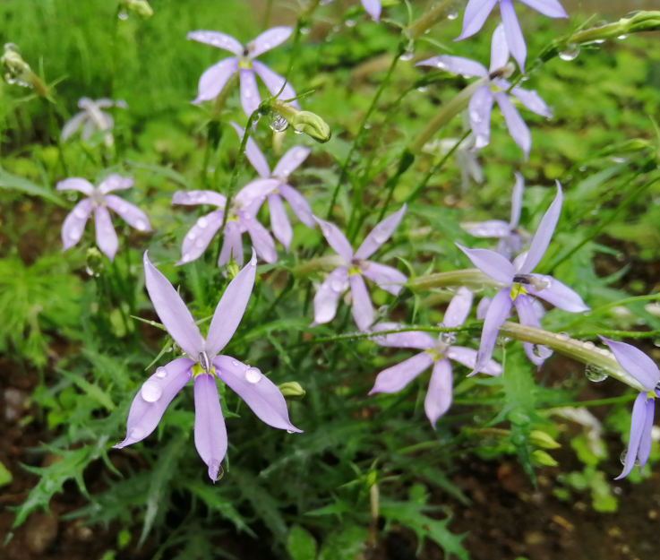 紫の5弁の花が咲いた植物を見付けました 葉は水菜のようなギザギザです Yahoo 知恵袋