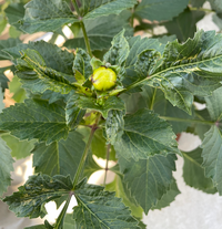 モザイク病でしょうかダリアなんですがこれはモザイク病でしょうか Yahoo 知恵袋