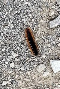 茶色や黒の種類があって もこもこしていてよく道路を横断しているあの Yahoo 知恵袋