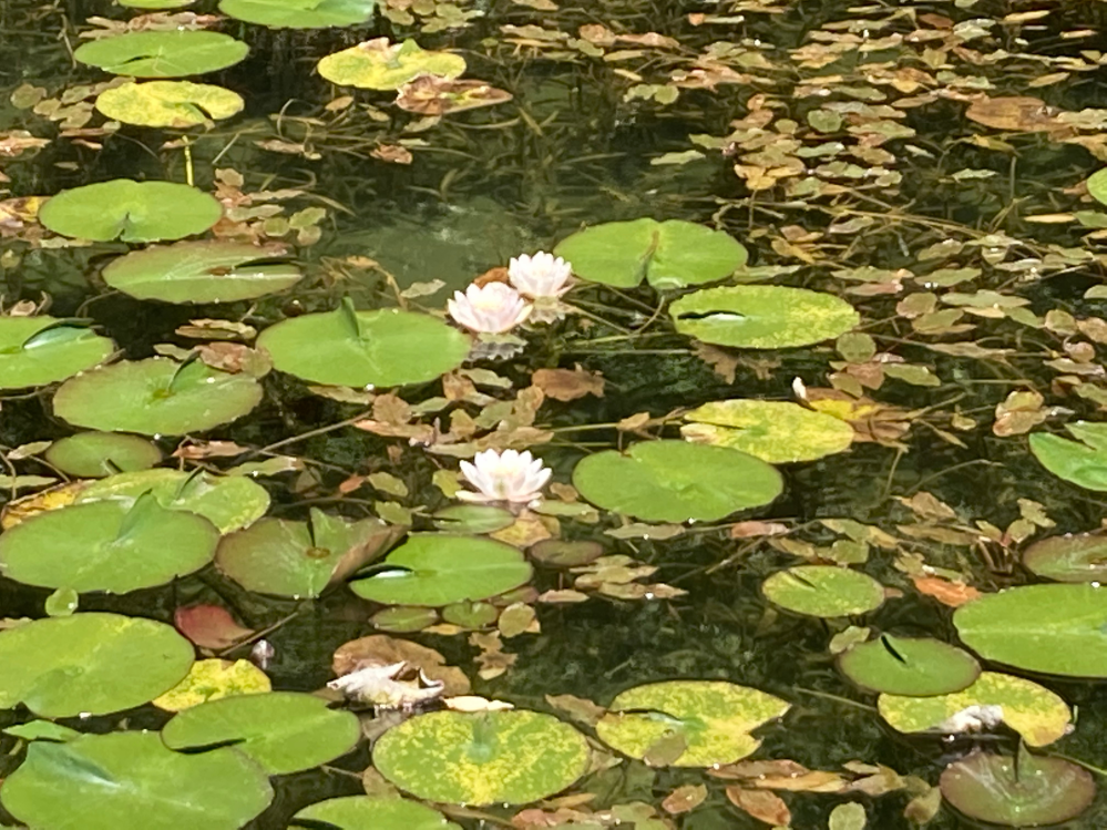 モネの池で 睡蓮の写真を撮りました 印象派のクロードモネの絵画の睡蓮と同じ種 Yahoo 知恵袋