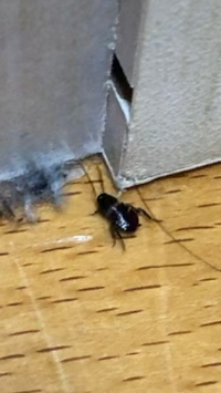 これってゴキブリの赤ちゃんですか 家で出てくるの2匹目なのですが絶 Yahoo 知恵袋