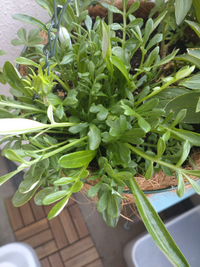 ガザニアの葉について教えて下さい 今年購入して植え付けました 花は Yahoo 知恵袋