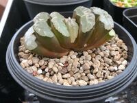 ハオルチアシンビフォルミスオブツーサという多肉植物の花芽を猫が食べ Yahoo 知恵袋