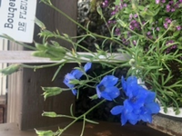 この青い花の名前を教えて頂きたいのと そして来年も咲かせたいのですが 花が咲 Yahoo 知恵袋