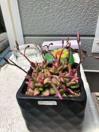 桜吹雪です 花芽が伸びてきたのかと咲くのを待っているのですが1ヶ月たって Yahoo 知恵袋