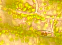 生物でオオカナダモの細胞のスケッチをしたのですが これは液胞でしょうか 細 Yahoo 知恵袋