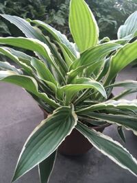 ギボウシがどんどん大きくなって鉢が小さいように思います 植え替えの Yahoo 知恵袋
