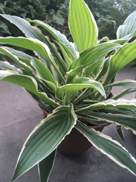 ギボウシの鉢植え /お渡し決定しました。ありがとうございました