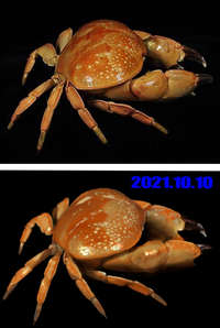 おはようございます 蟹の絵が上がっていると思ったら もはや誰が描い Yahoo 知恵袋