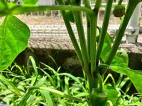 ピーマンの整枝について 脇芽がこのようになっている場合 どのように３本仕 Yahoo 知恵袋