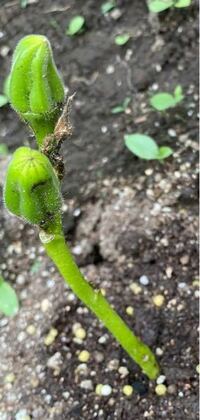 初めてオクラを苗から育てているんですが 蕾はついているんですが 葉 Yahoo 知恵袋