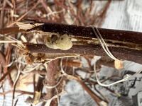 この虫はなんという名前の虫でしょうか 木の枝の中を食い荒らし Yahoo 知恵袋