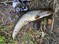 こちらは多摩川中流域で釣れたナマズです なにナマズでしょうか マナマズで Yahoo 知恵袋